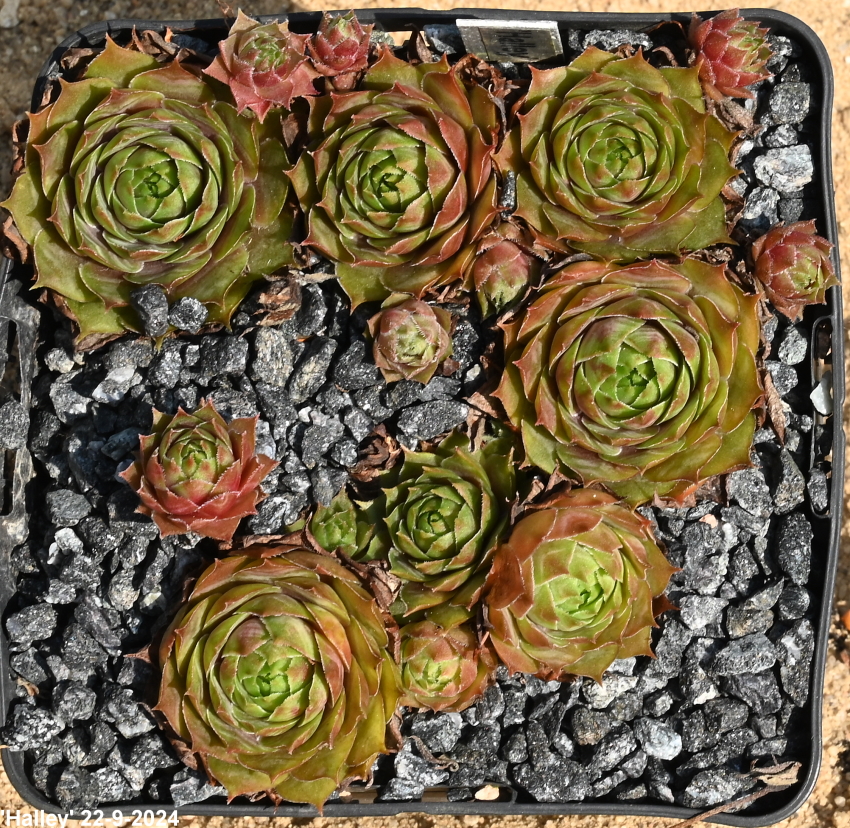 Halley