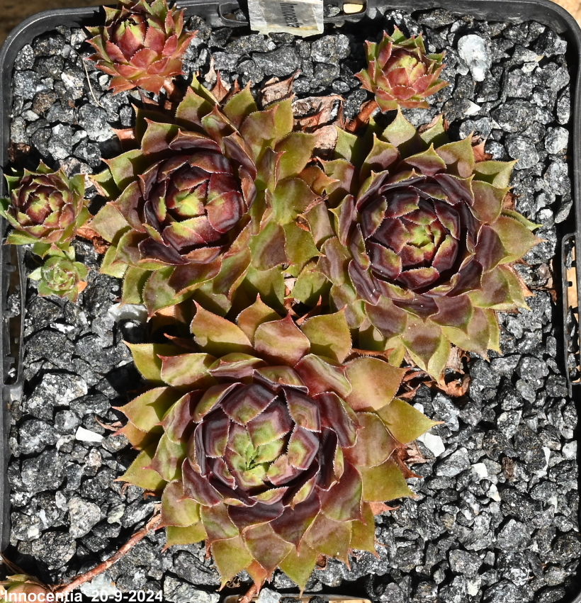 Innocentia