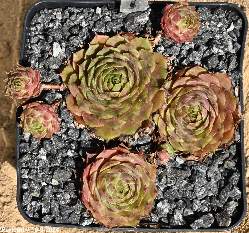 Paricutin