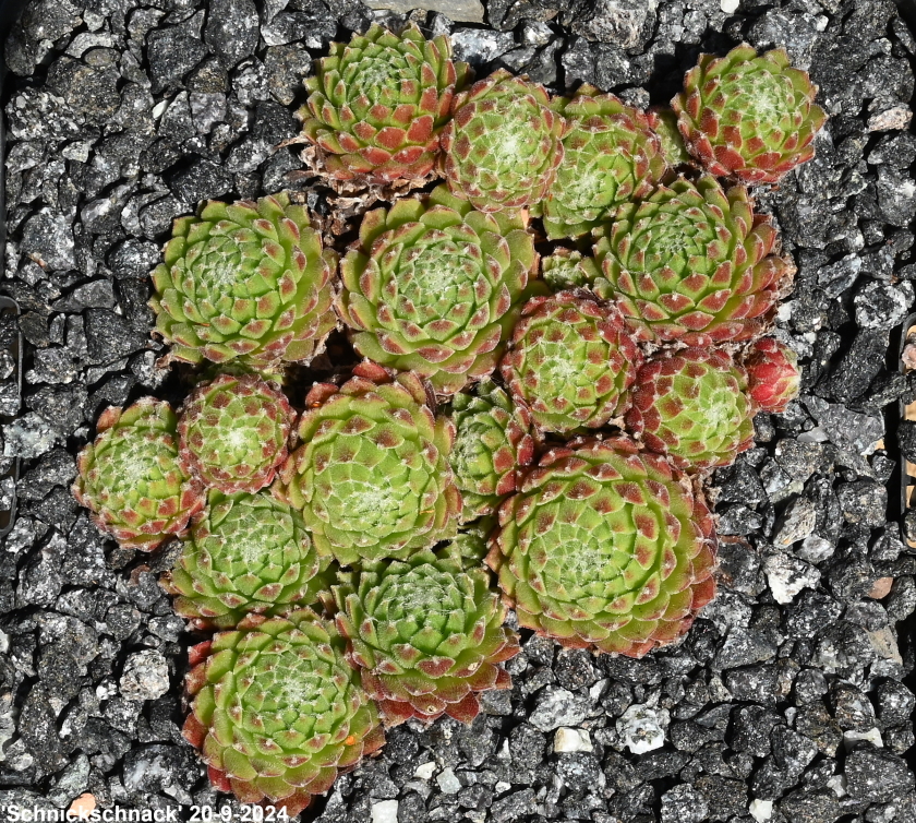 Schnickschnack