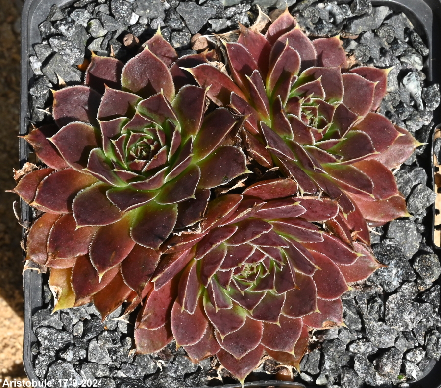 Aristobule / Jovi