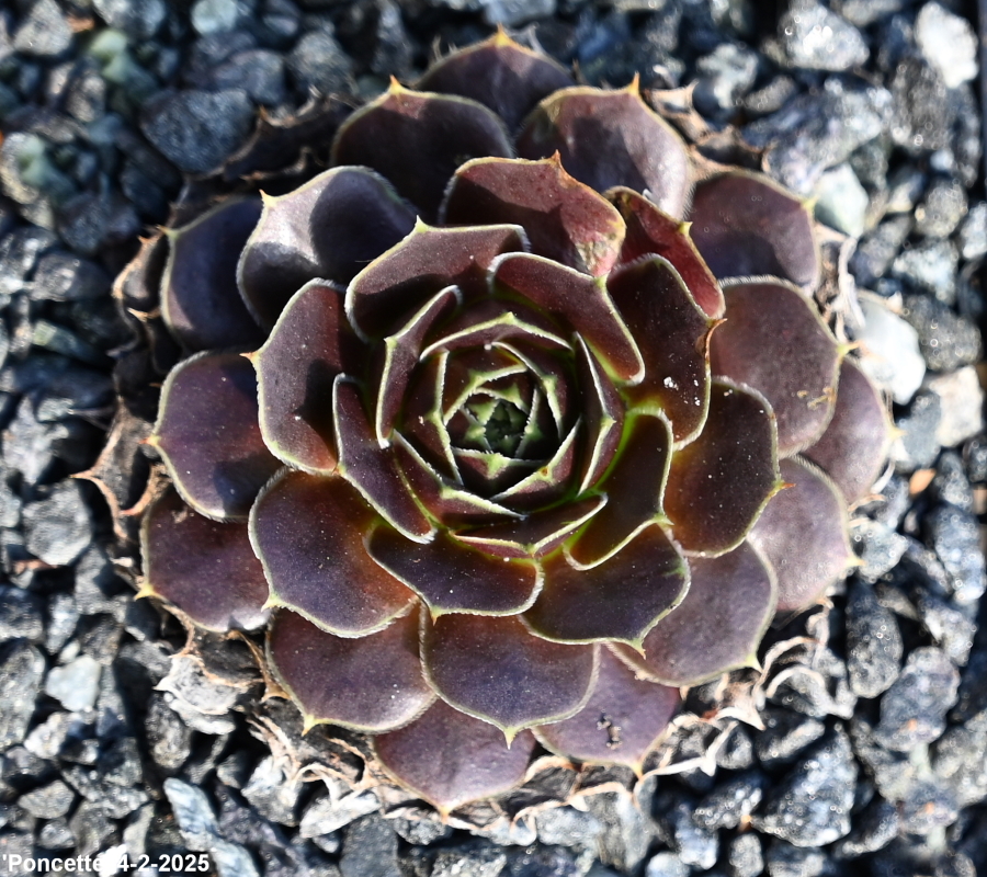 Poncette / Jovi