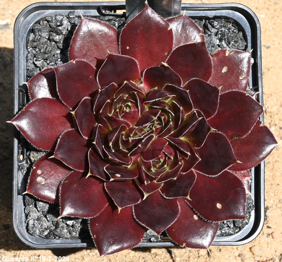Queenie / Jovi ( II )