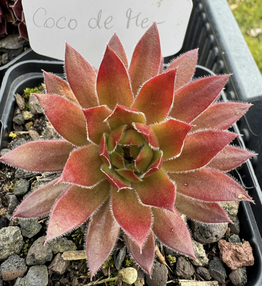 Coco de Mer (NNG)