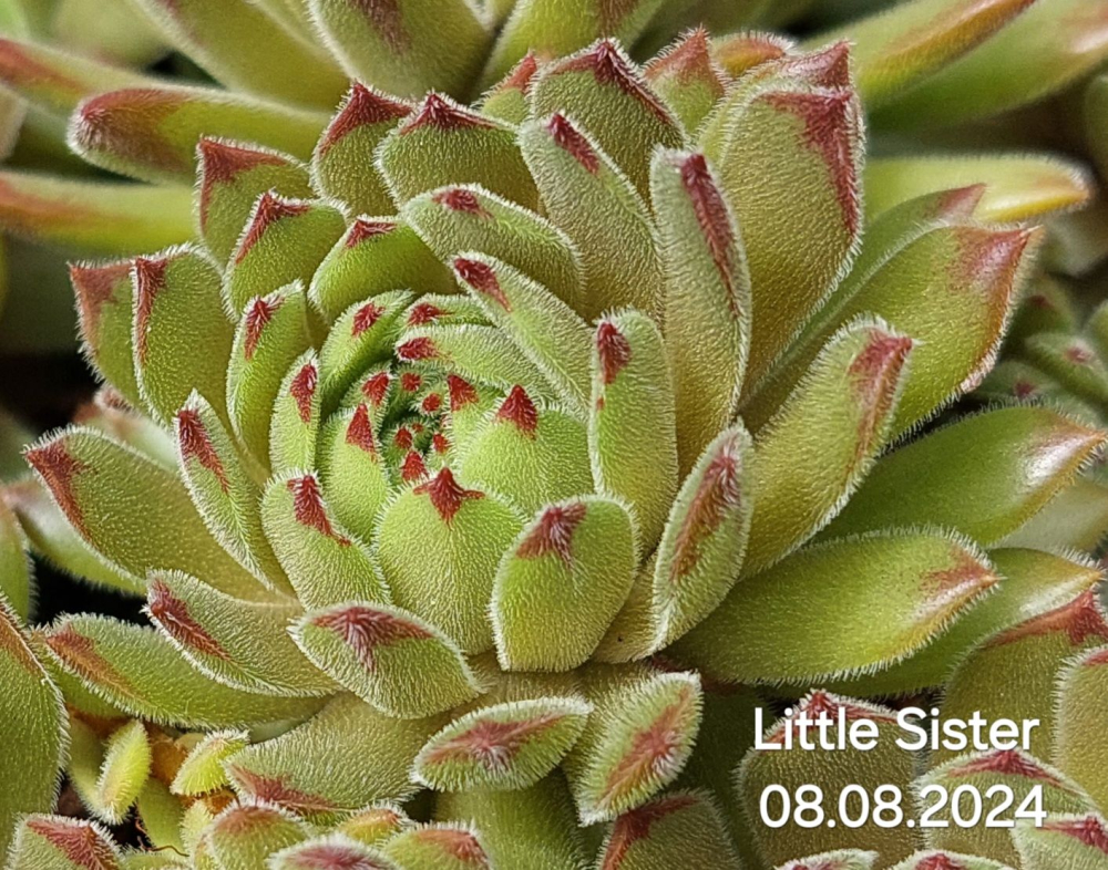 Little Sister
