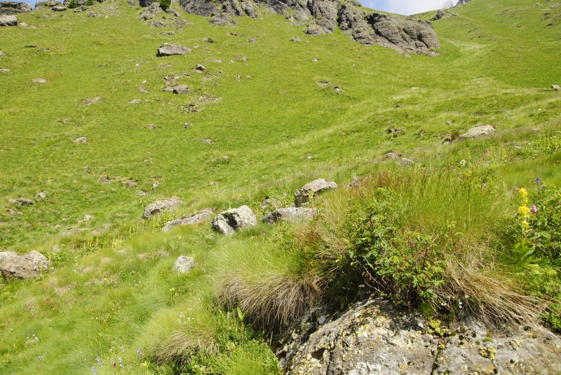 montanum ssp. montanum from Cian de Stanzón