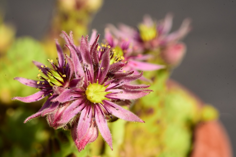 montanum ssp. montanum from Cian de Stanzón