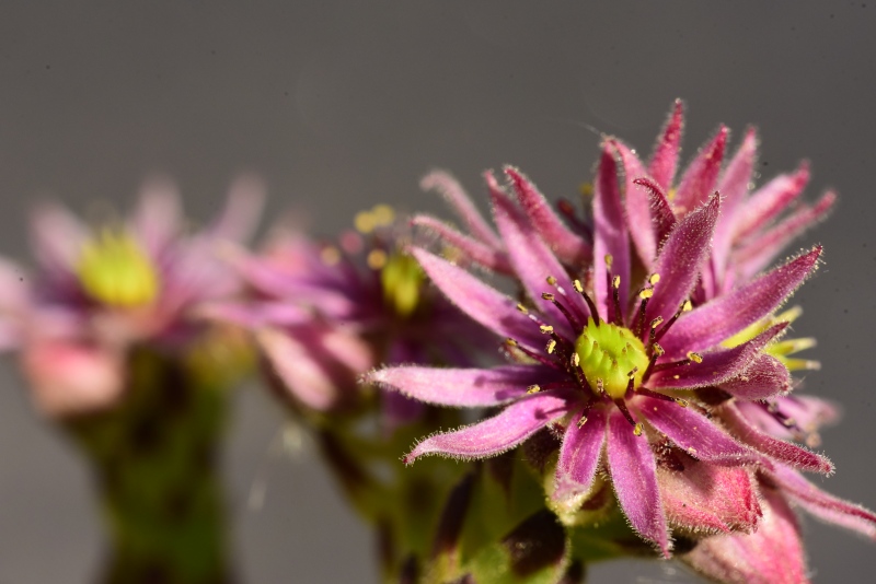 montanum ssp. montanum from Cian de Stanzón
