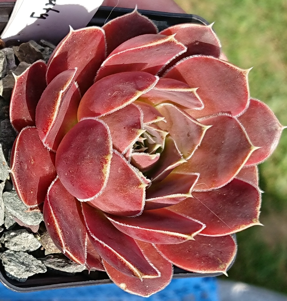 Mai Beauty