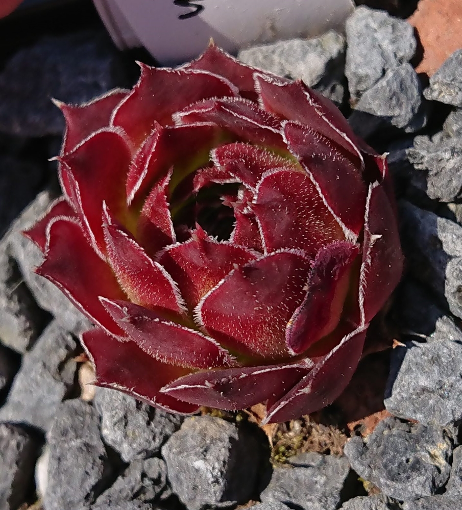 Purpurkonigin 