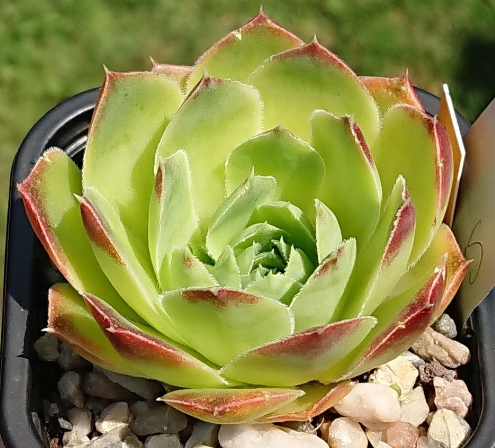 Sahara