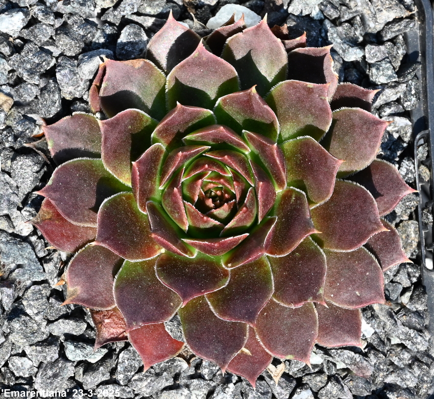 Emarentiana / Jovi
