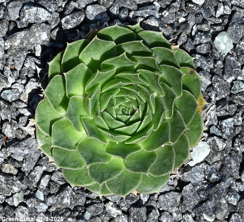 Green Luca / Jovi