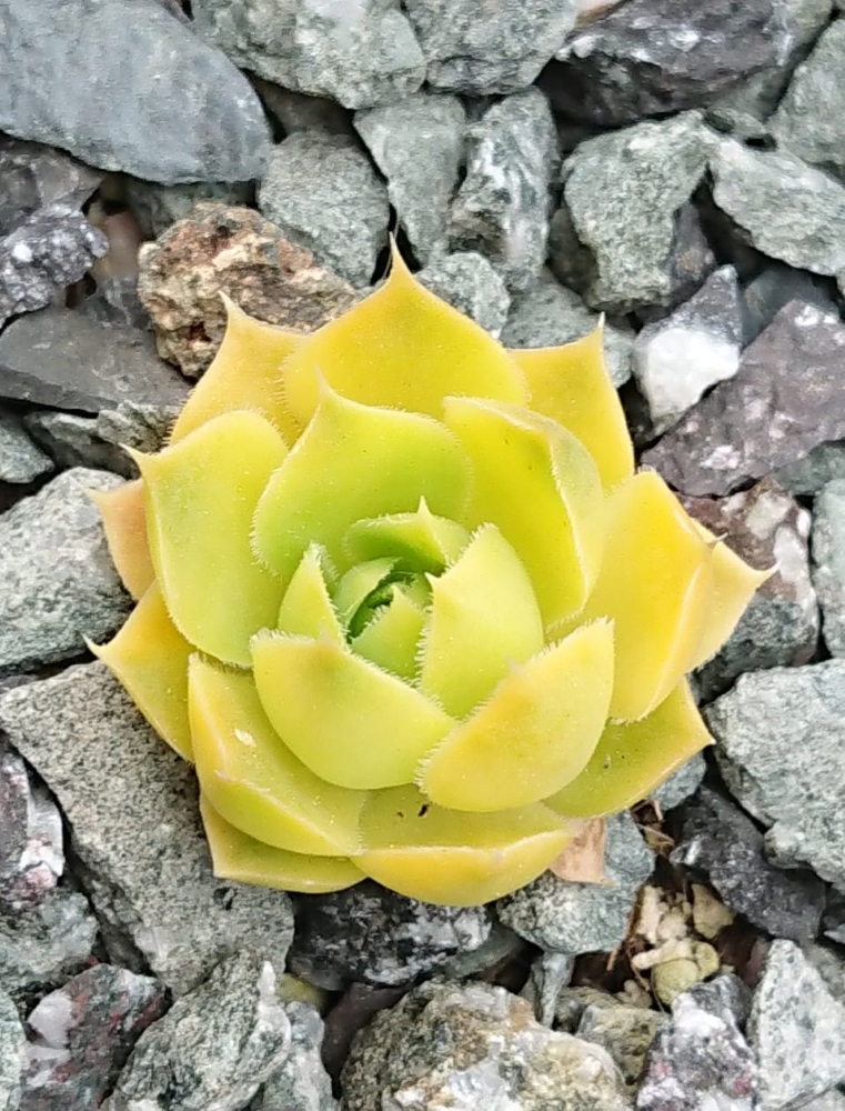 Xanthoheuff