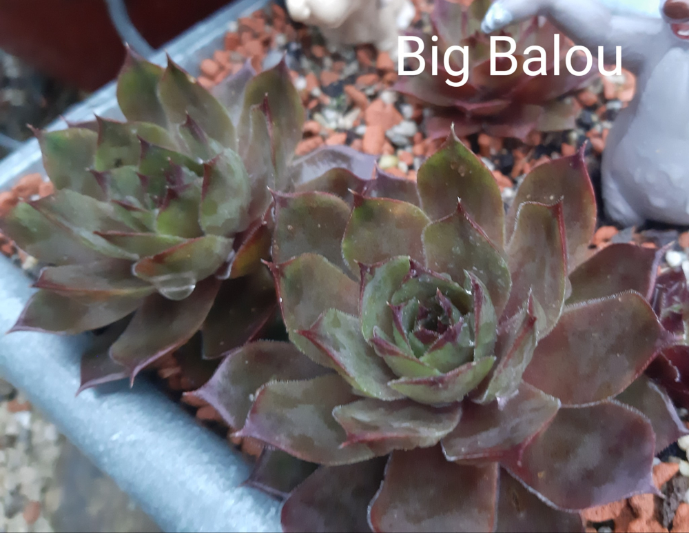 Big Balou