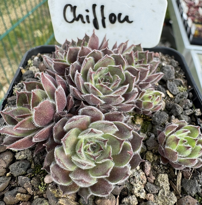 Chiffon