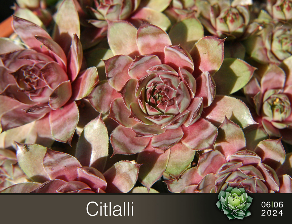 Citlalli