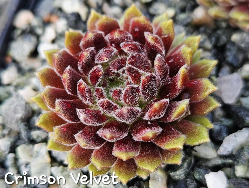 Crimson Velvet