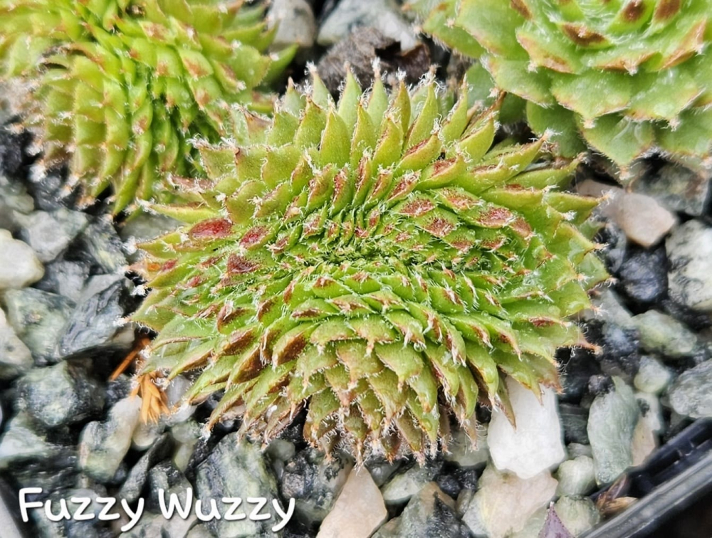 Fuzzy Wuzzy