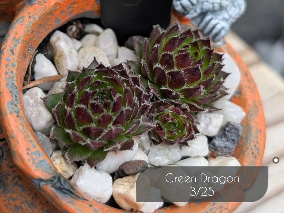 Green Dragon