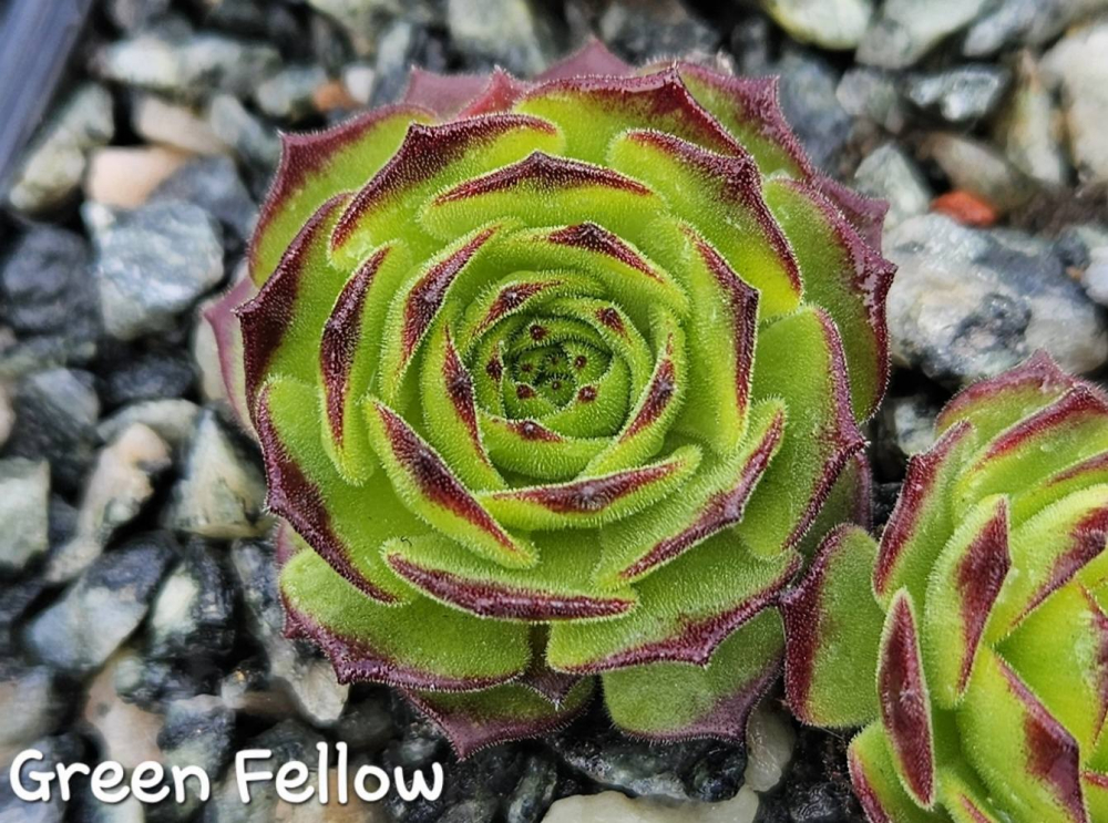 Green Fellow