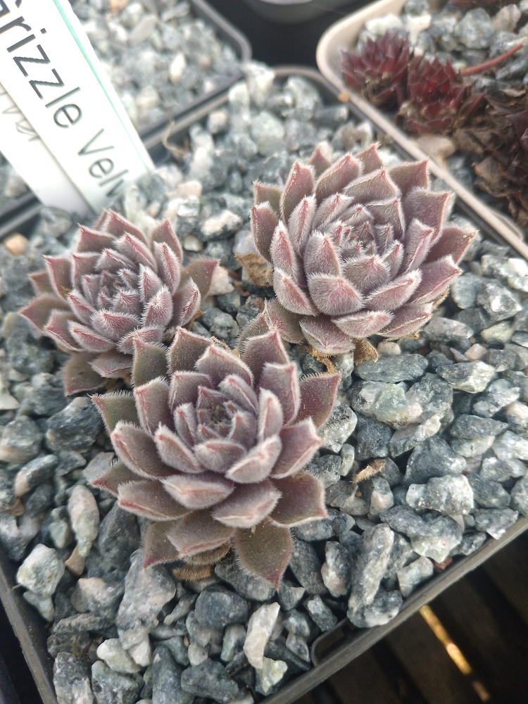 Grizzle Velvet (NNG)