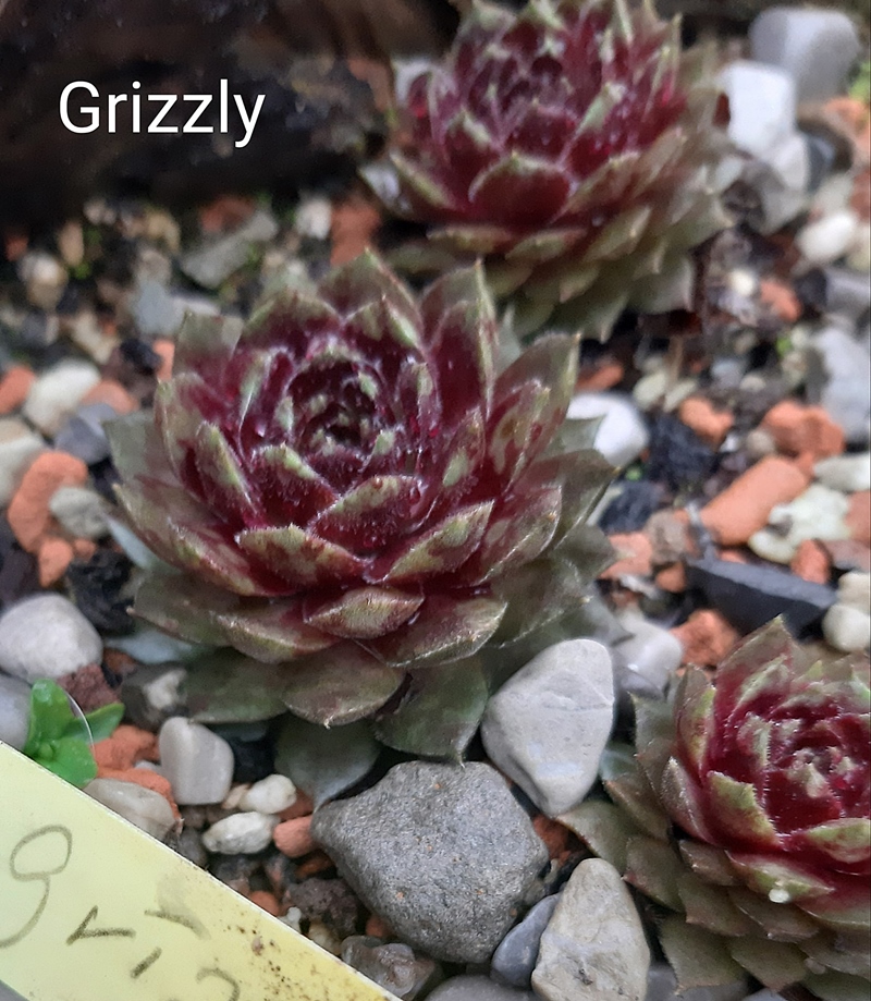 Grizzly