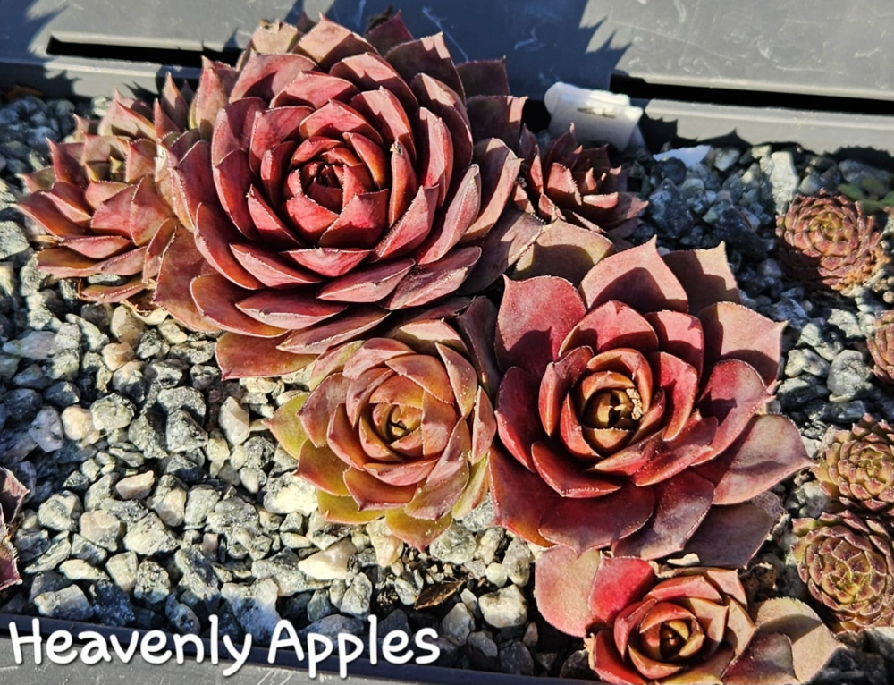 Heavenly Apples