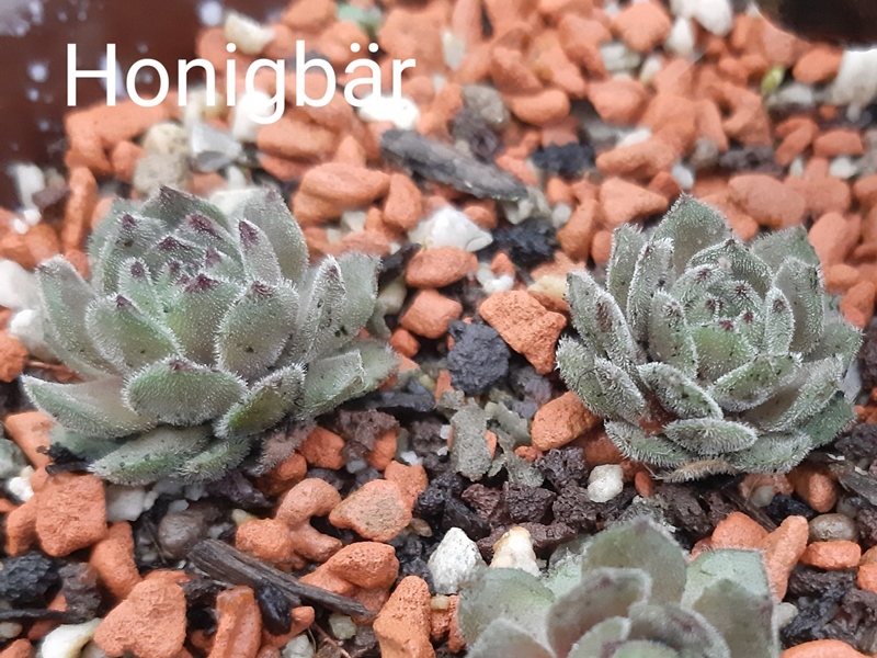 Honigbär (NNG)