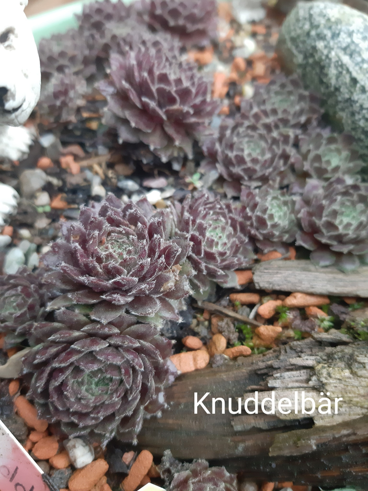 Knuddelbär