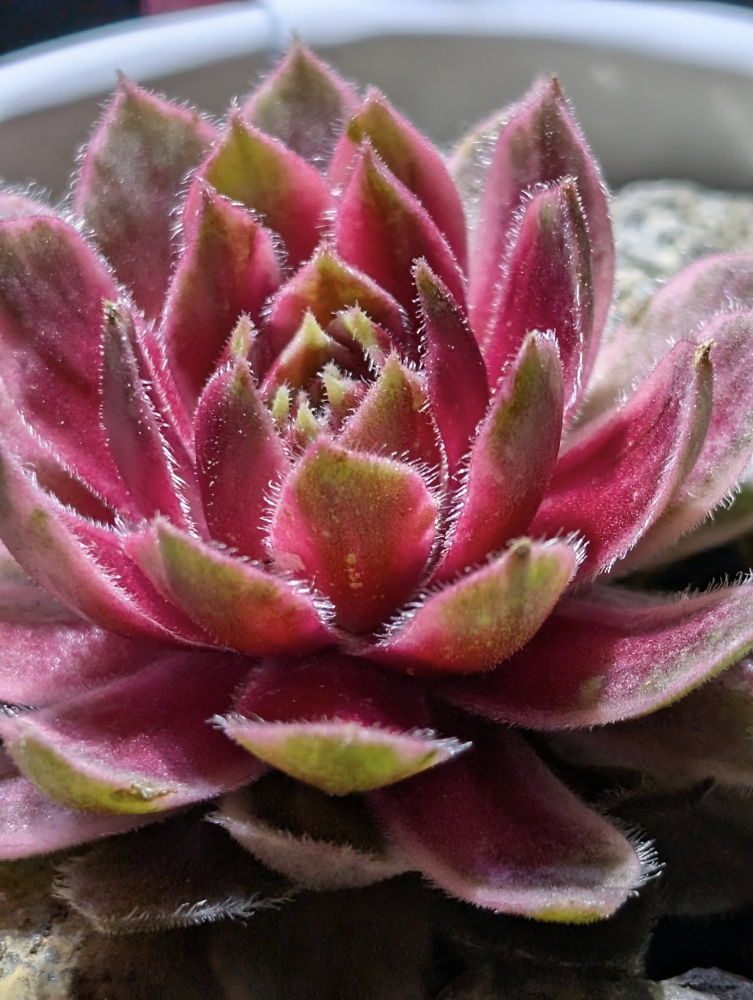 Lotus Blossom