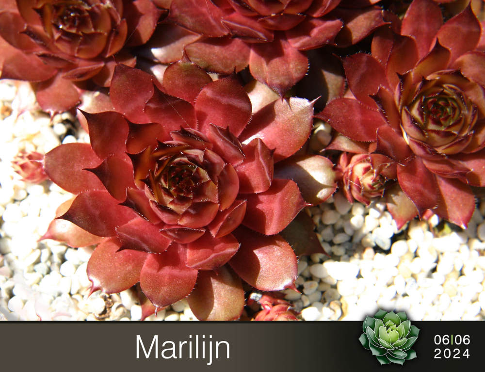 Marilijn