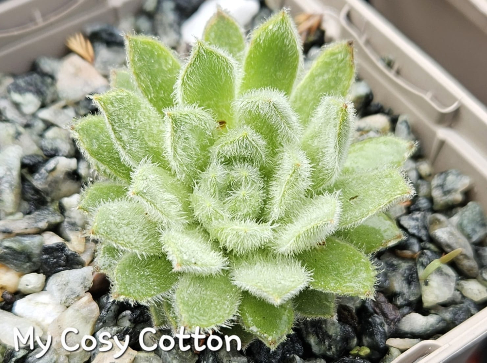 My cosy Cotton (NNG)