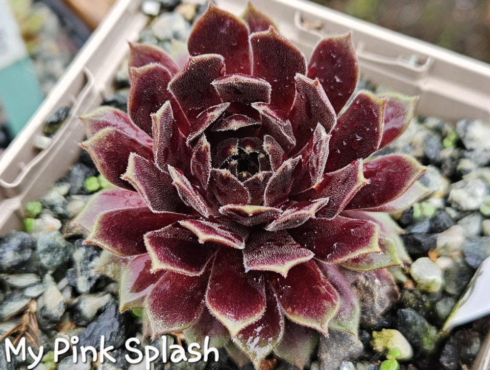 My pink Splash (NNG)