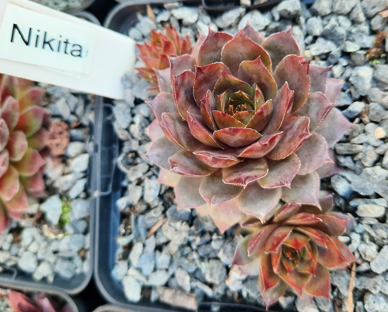 Nikita