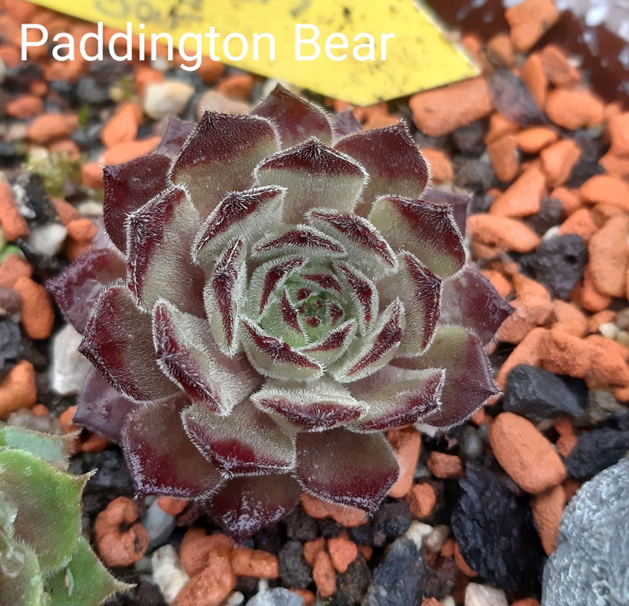 Paddington Bear (NNG)