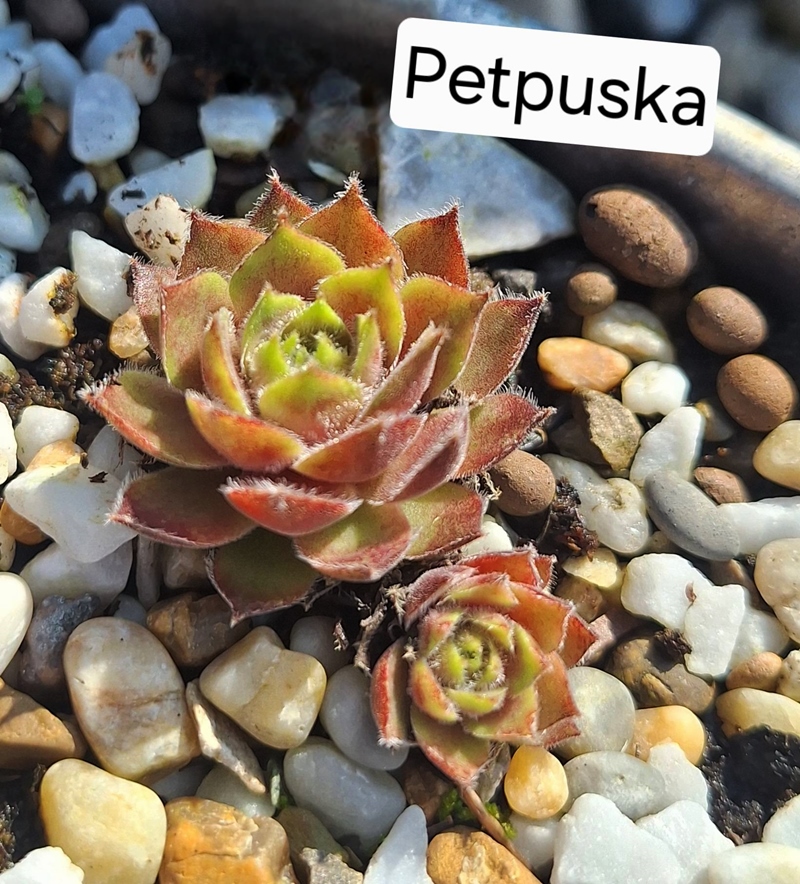 Petpuska