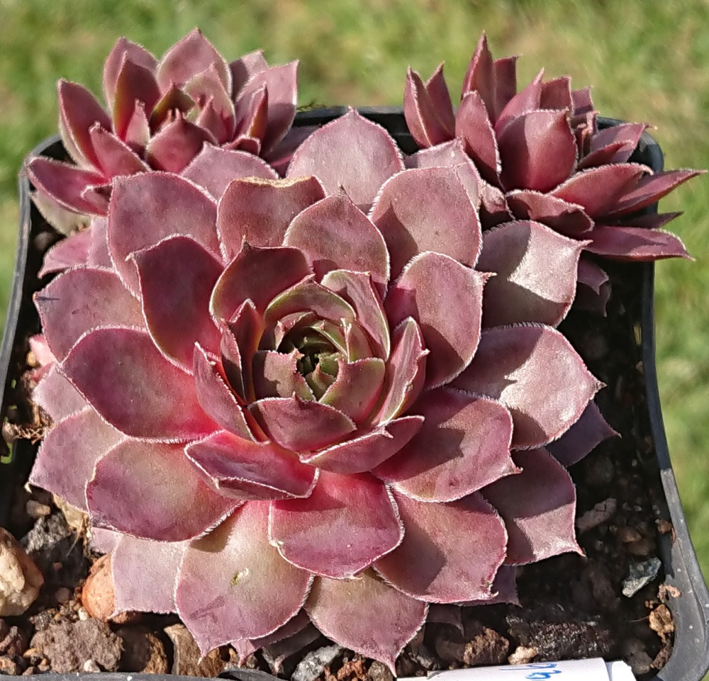 Pink Baby Girl (NNG25)