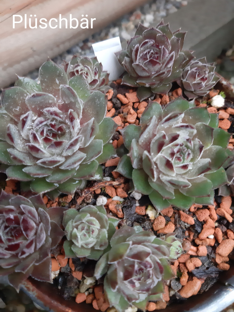 https://www.sempervivum-liste.de/de/sempervivum/havendijks-bear