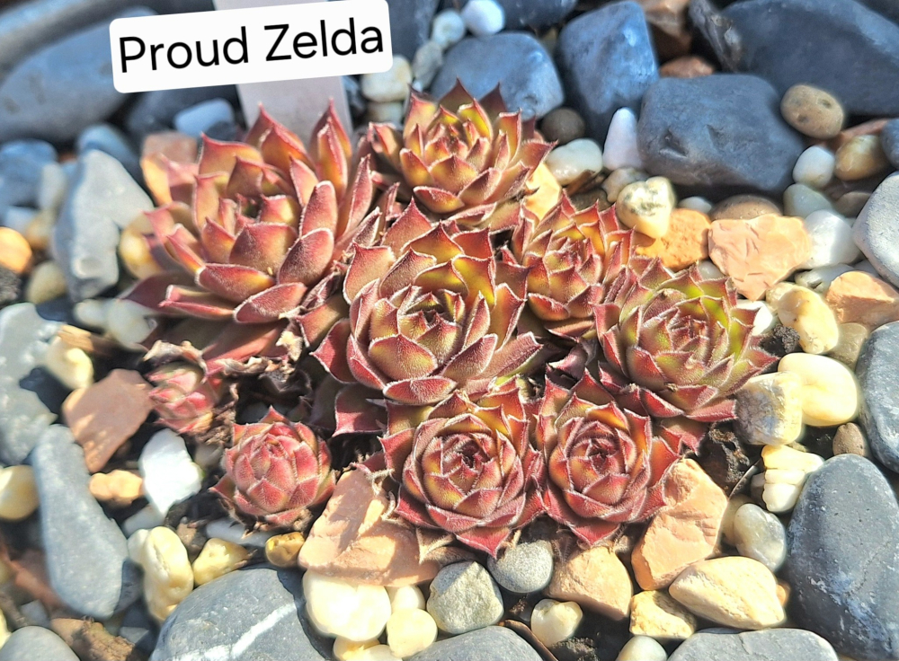 Proud Zelda