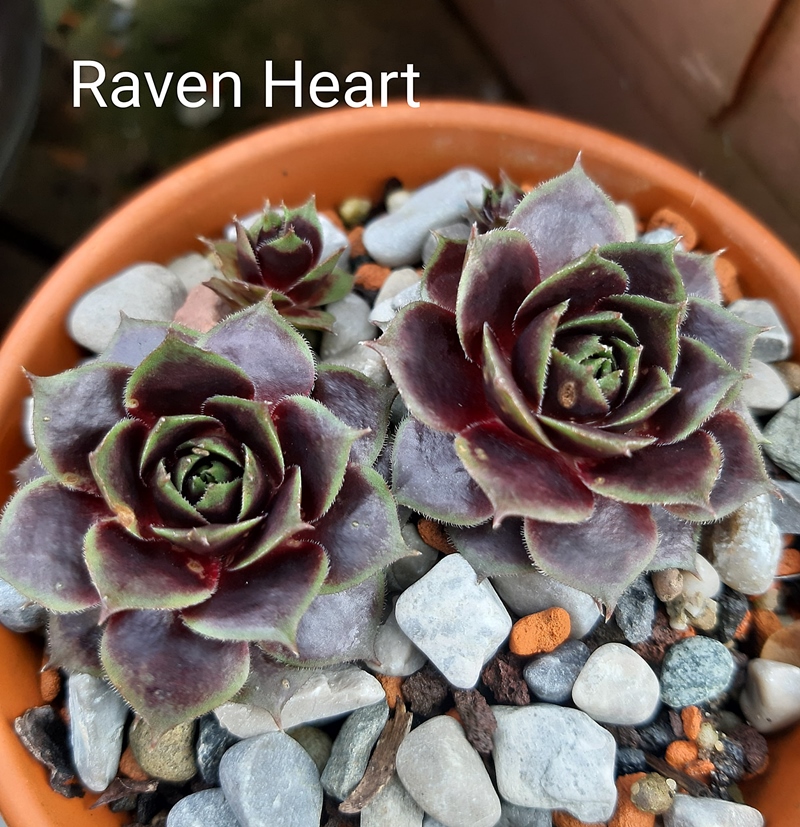 Raven Heart