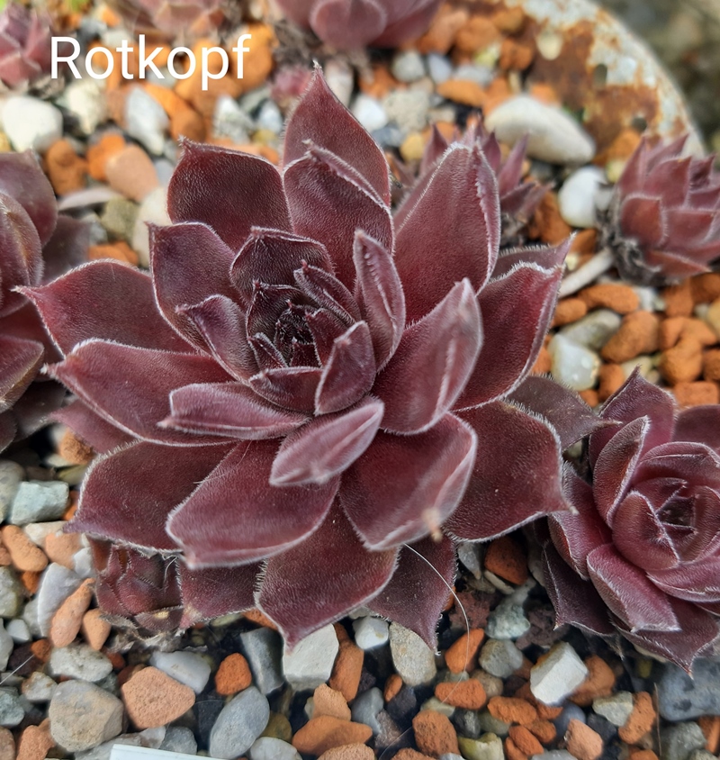 Rotkopf