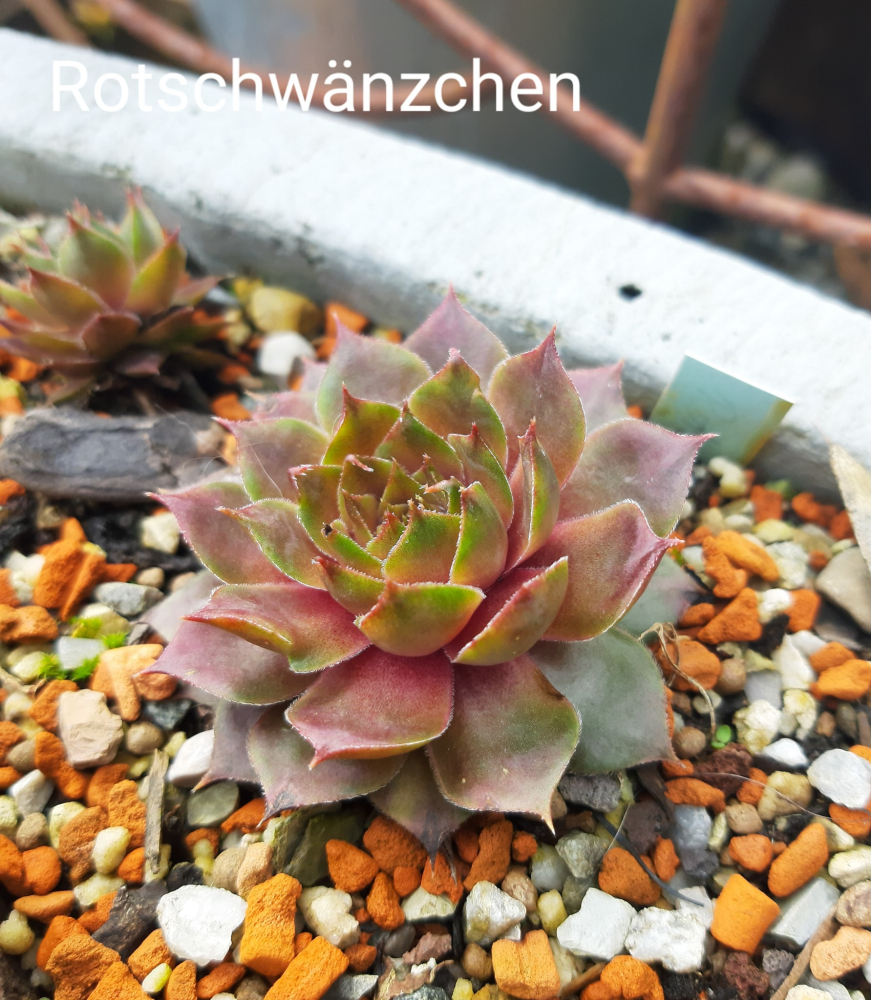 Rotschwänzchen