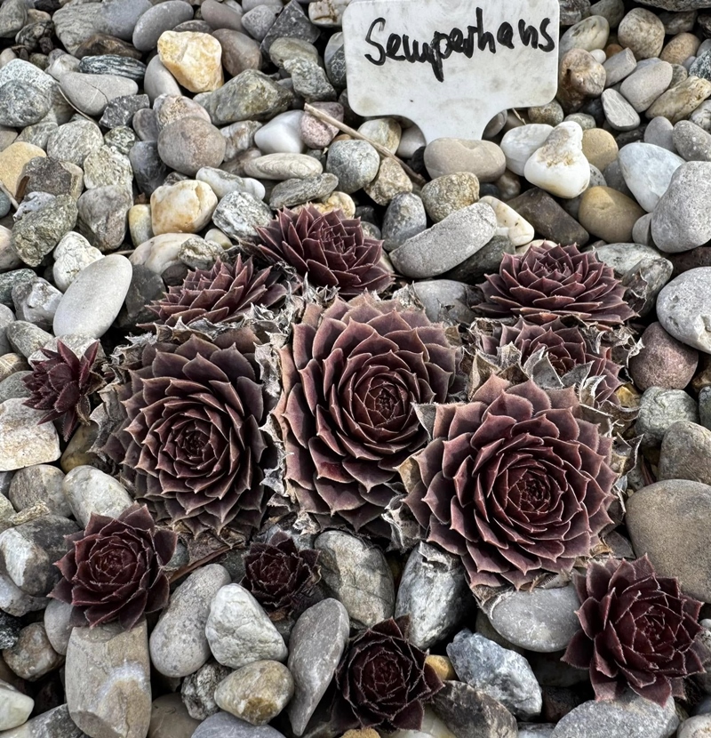 Semperhans