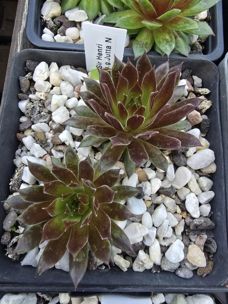 Sir Henri (NNG)