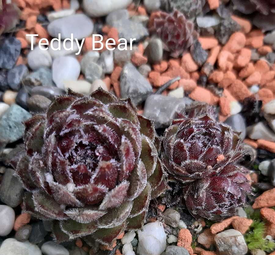 Teddy Bear
