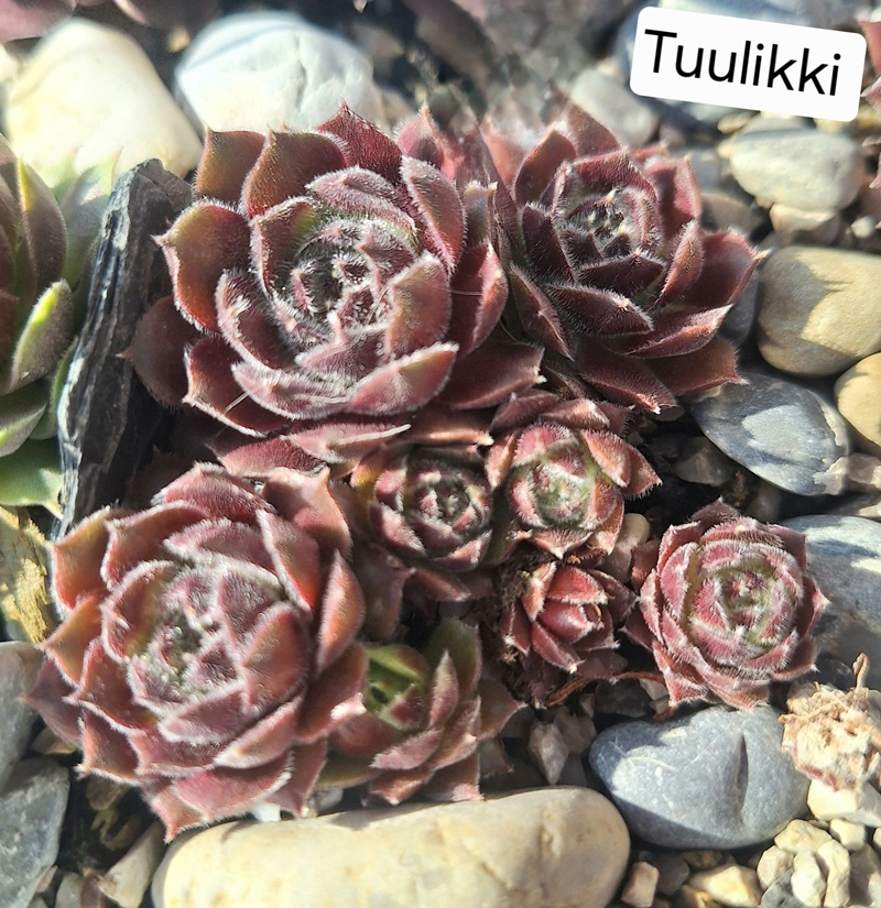 Tuulikki