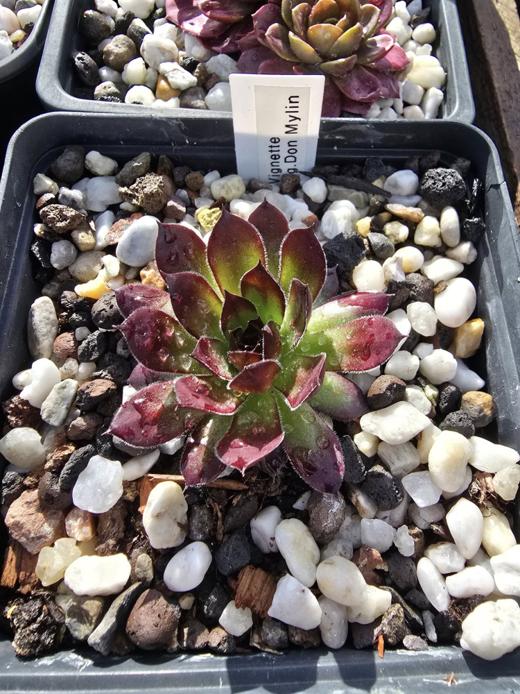 Vignette (NNG)