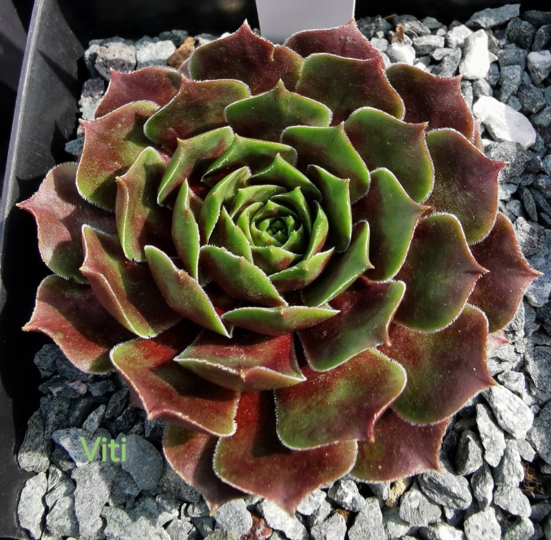 Viti