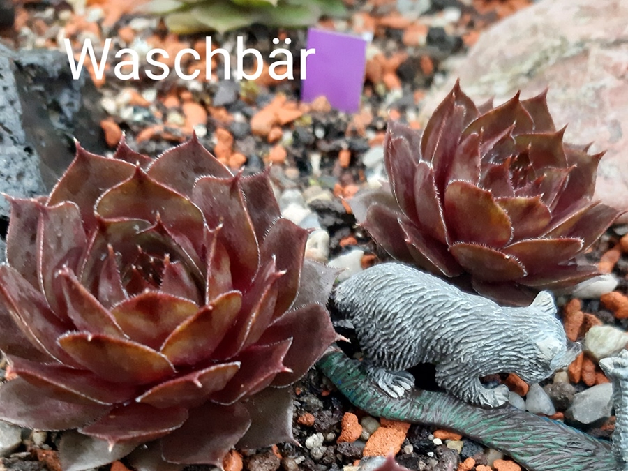 Waschbär